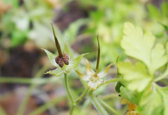 G.purpureum, carpelos